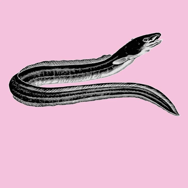 eel
