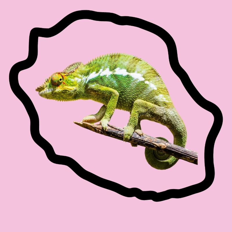 Chameleon vert sur branche