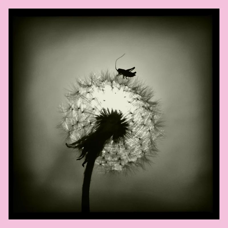 Tiny Planet