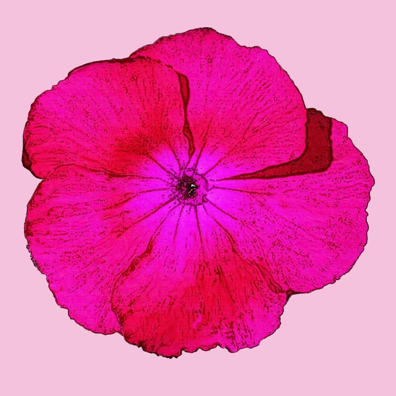 bartnelke, tolle blumendesigns