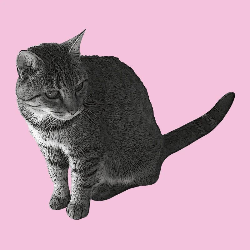 Katze sitzend, schwarz-weiß, tabby Motive