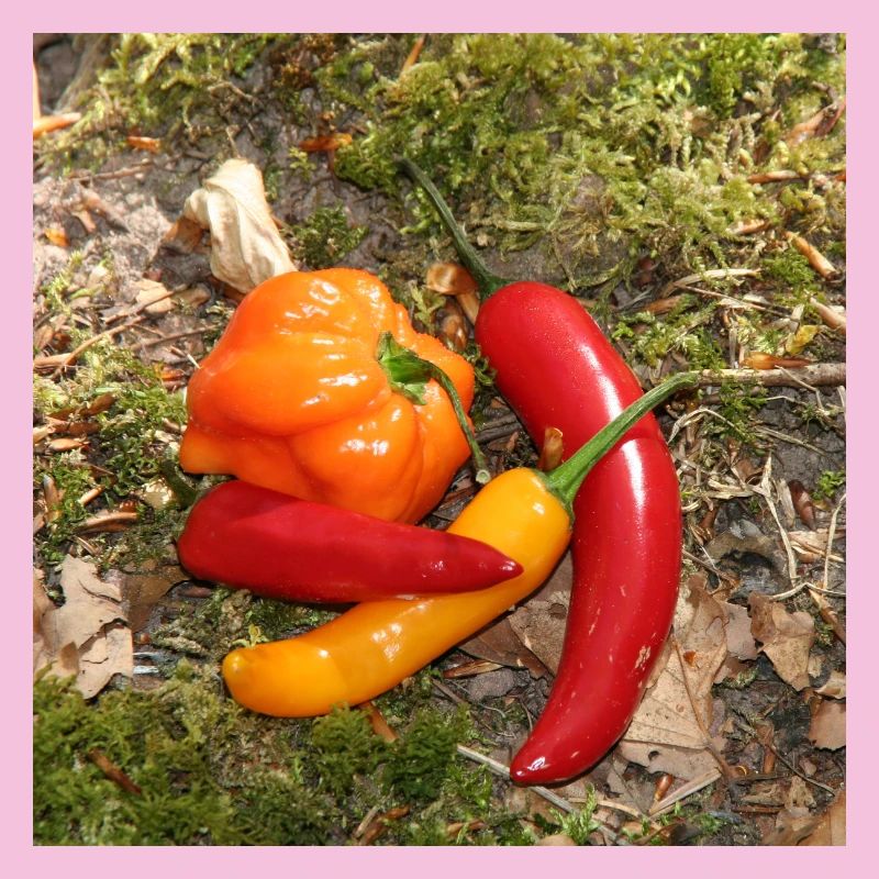 Farbenfrohe CHILI’s