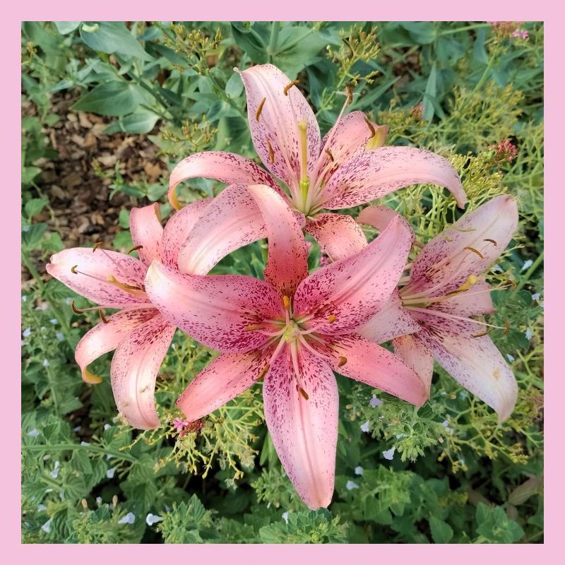 Fleurs de lys roses