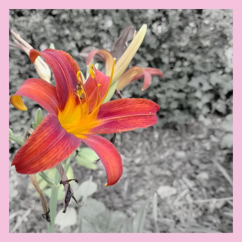 Contraste de couleurs éclatant comme un lycérophe