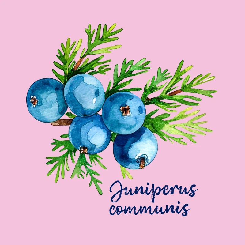 Juniperus communis - botanische Illustration