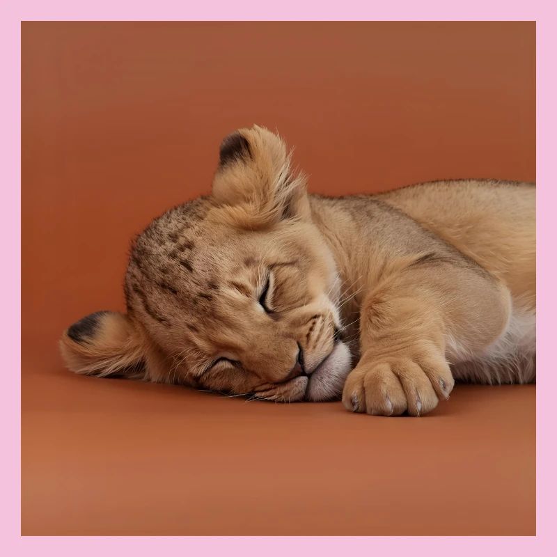 Petit guépard endormi