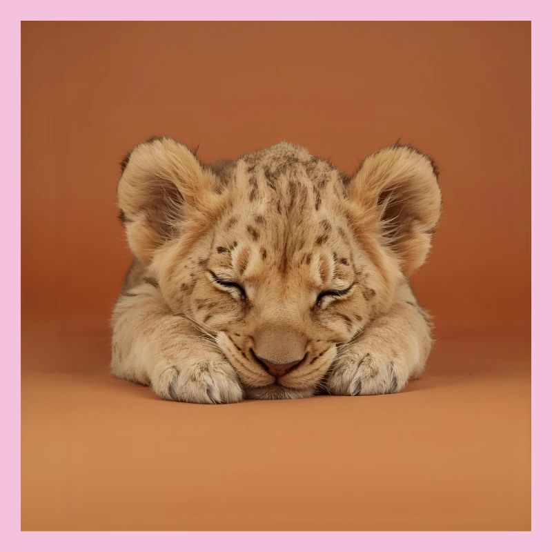 Petit guépard endormi