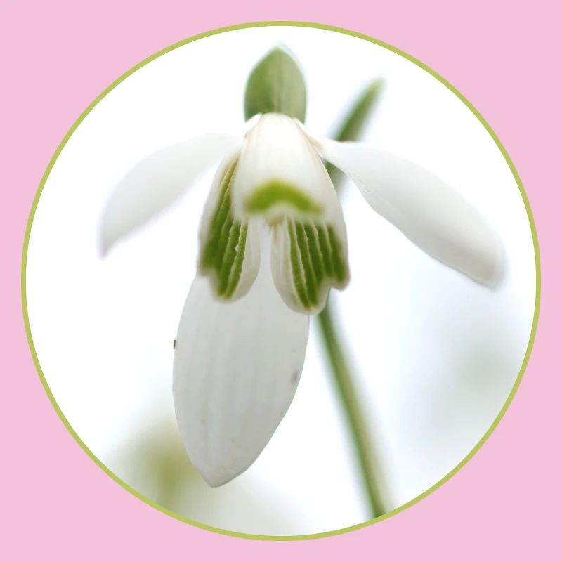 Source de la Fleur de Perce-Neige