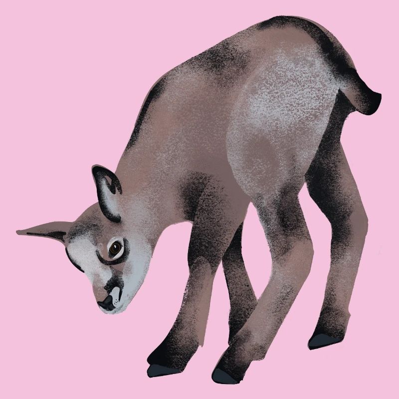 Young chamois
