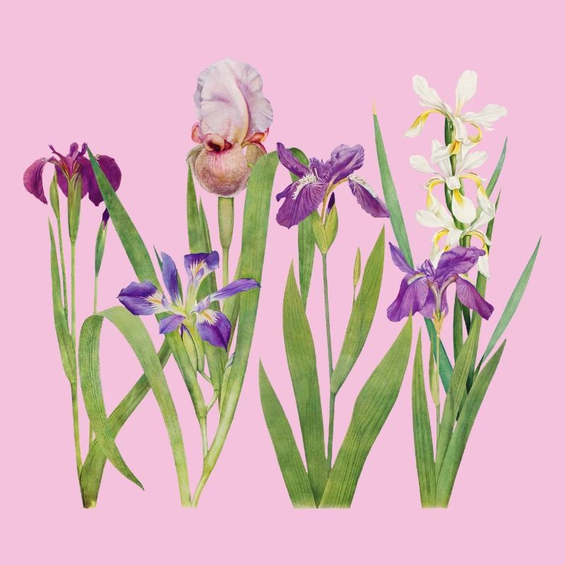Iris sauvage et orchidée design botanique