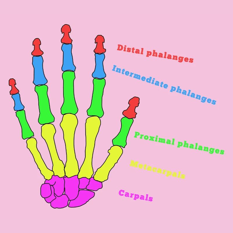 mains os anatomie humain évolution Physio