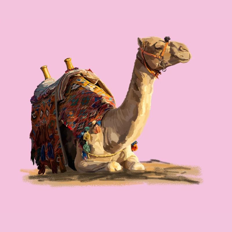 kamel