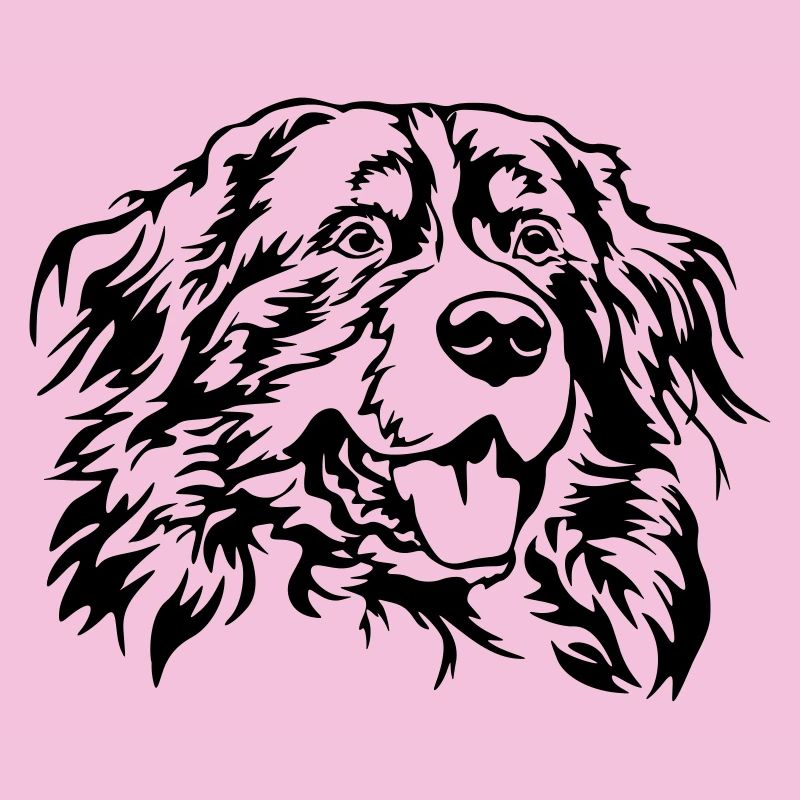 Berner Sennenhund Kopf