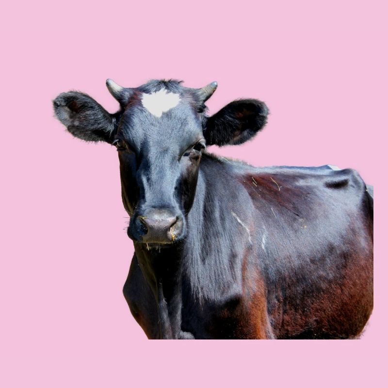 Vache