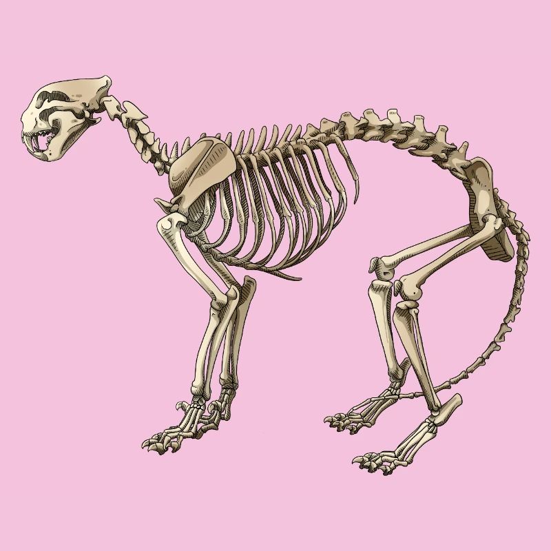 Illustration Cat Skeleton
