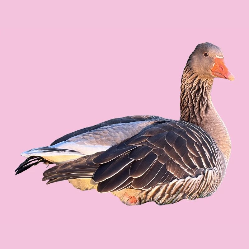 Graugans