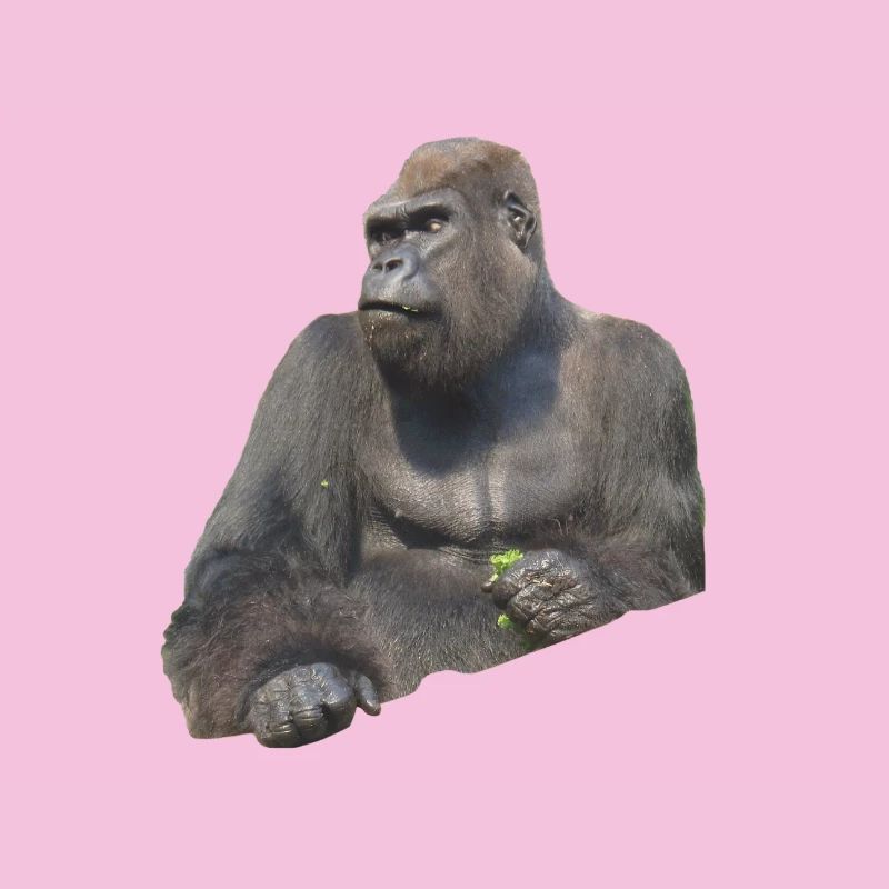 Gorilla