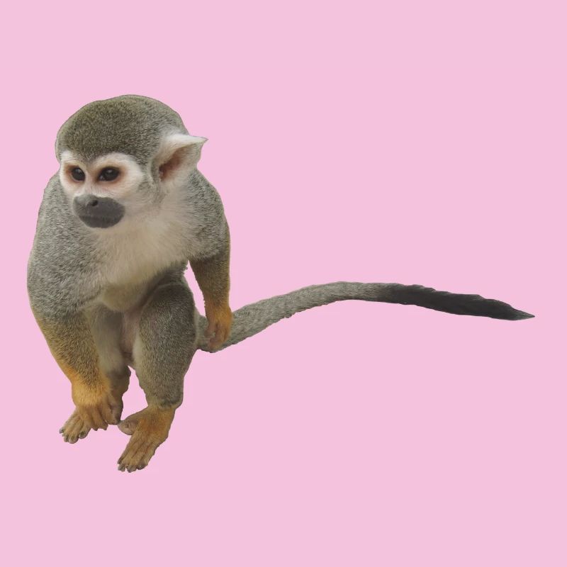 Affe