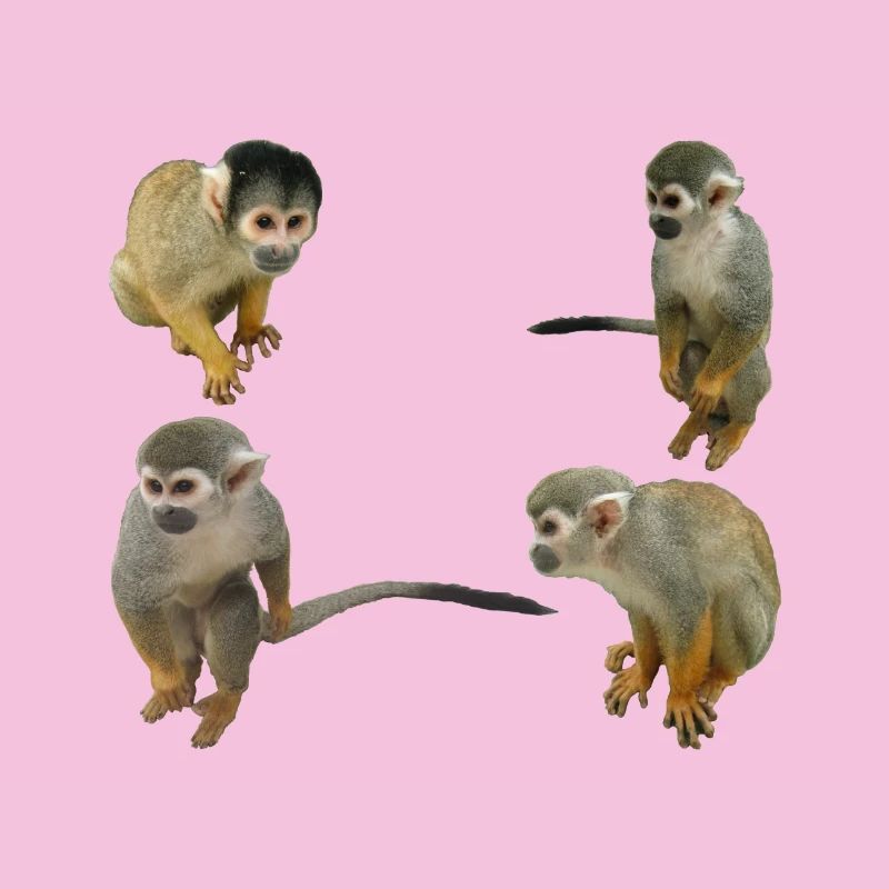Monkeys