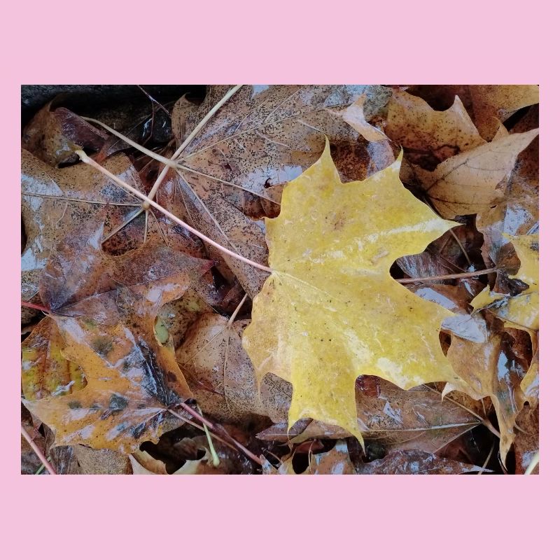 Yellow maple leaf also rainy autumn carpet