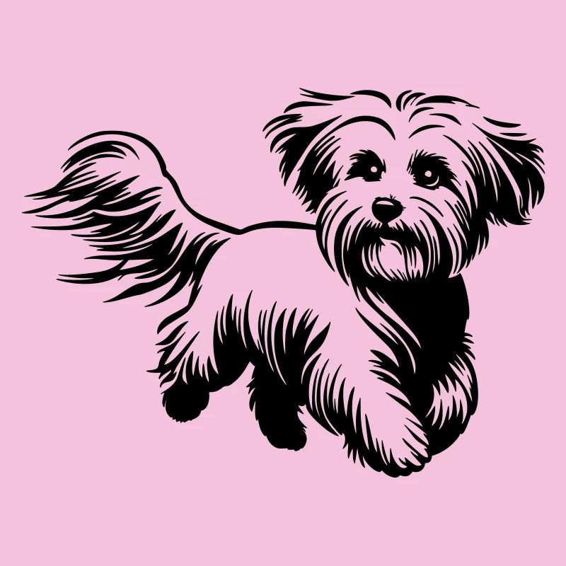 Maltese