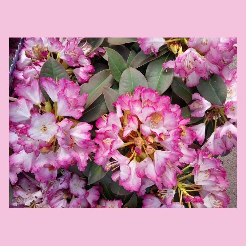 Rhododendron Rose Éclatant