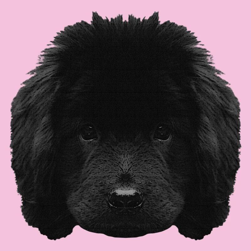 Chiot mignon, chiot Terre-Neuve, races de chiens