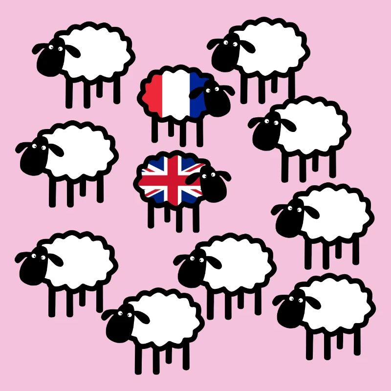 French and British sheep