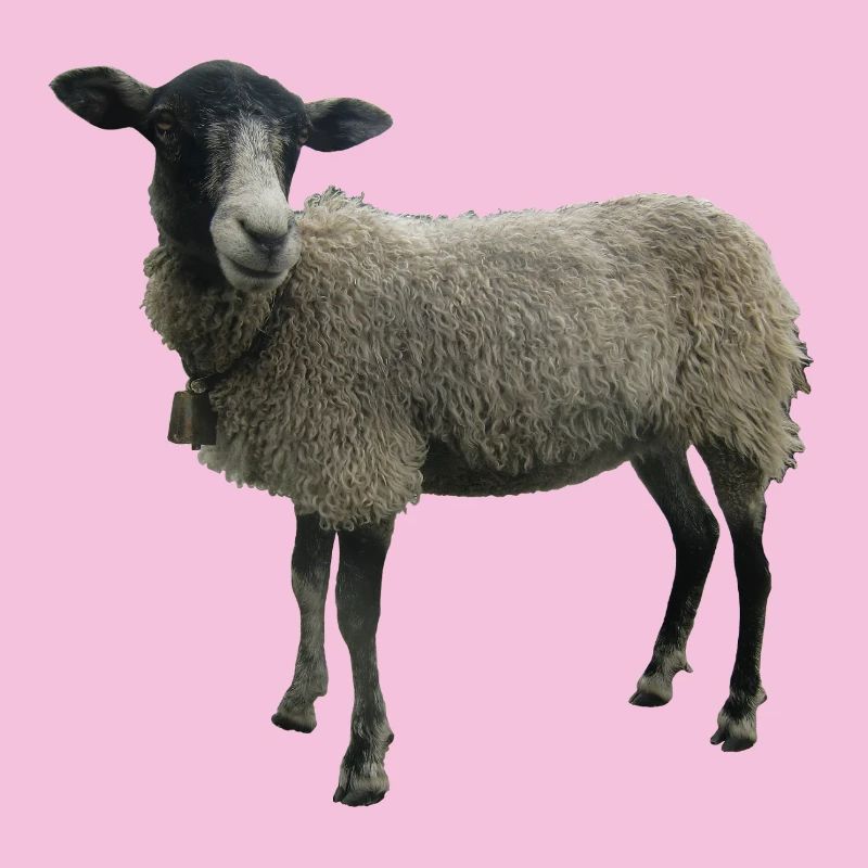 Sheep