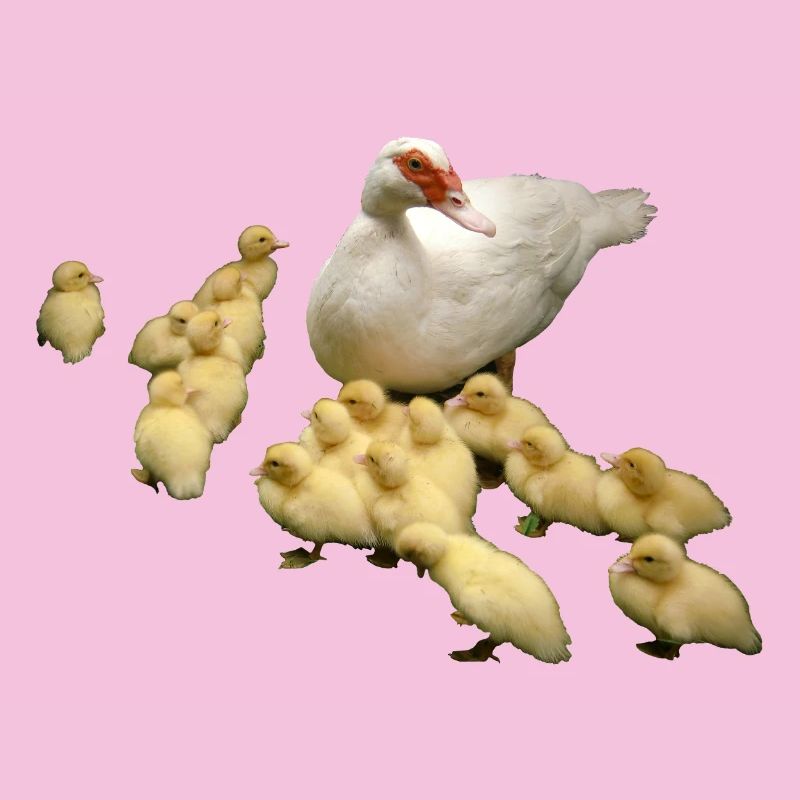 Flying duck with chicks