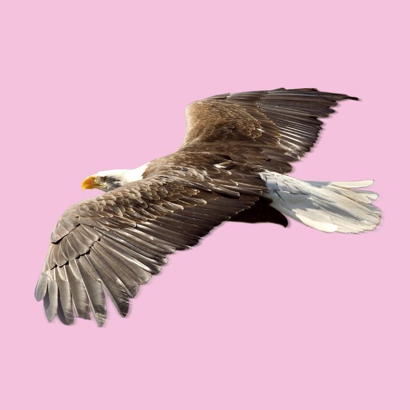 Adler