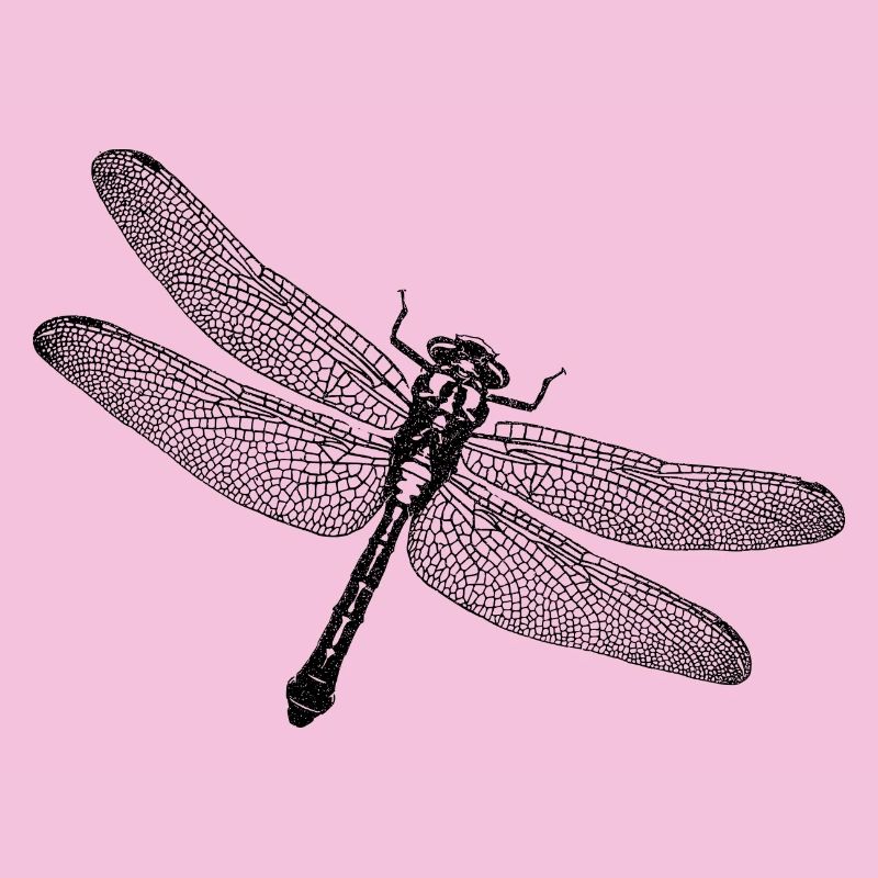 Libellule
