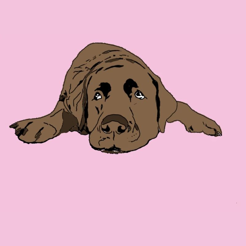 Labrador
