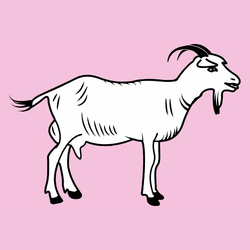 Chèvre blanche