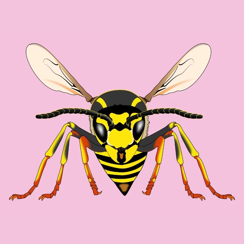 Wasp from the front