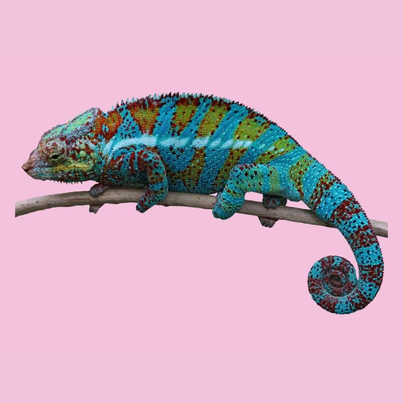 Chamäleon