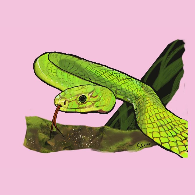 Serpent vert brillant dans la jungle