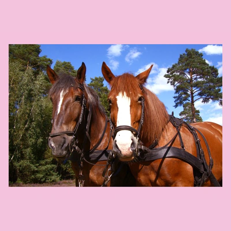 Équipe de chevaux