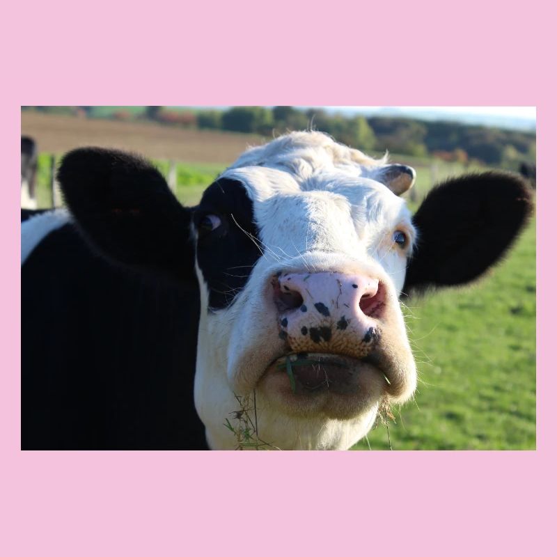 Affiche vache