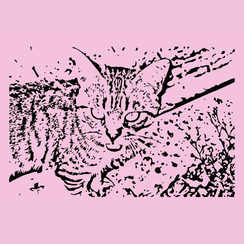 chat chaton noir mignon