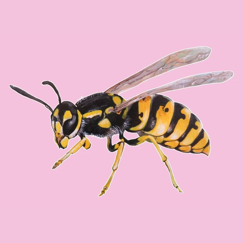Wasp
