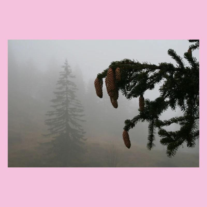 Cloud Forest Cone Magic / Feldberg