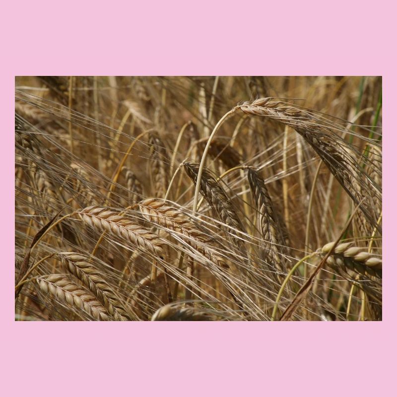 Champ de blé d’or