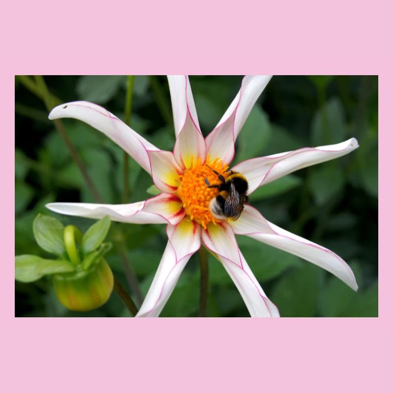 Fleur avec bourdon
