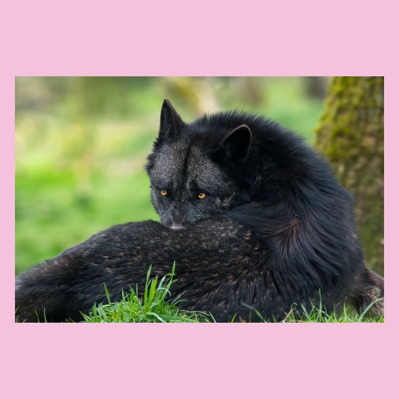Schwarzer Wolf in Ruhe