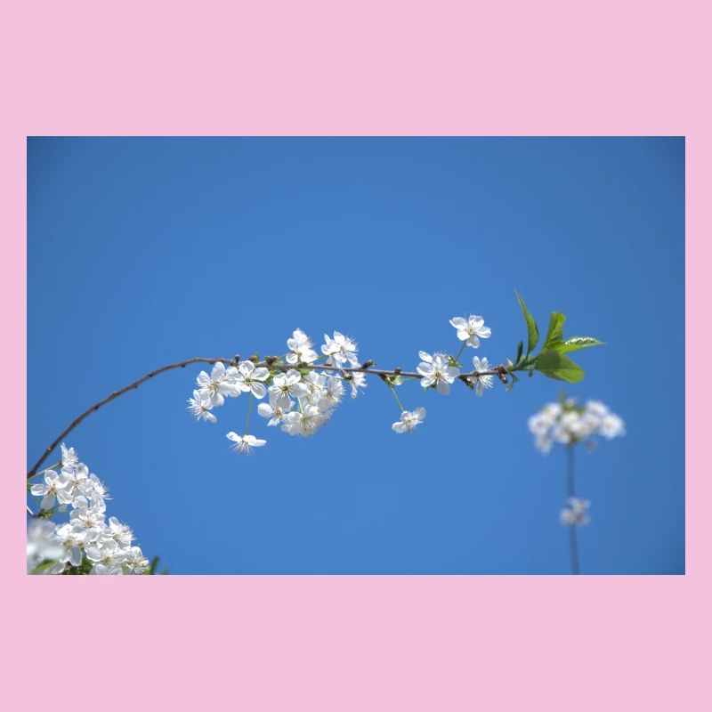 Cherry blossoms