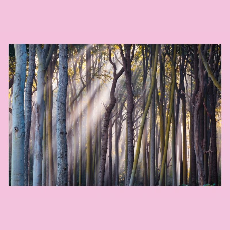 Rayons de lumière dans la forêt