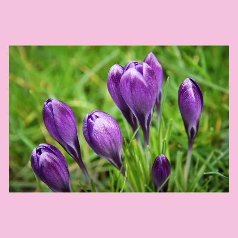 Purple Crocus Cluster in Spring Garden