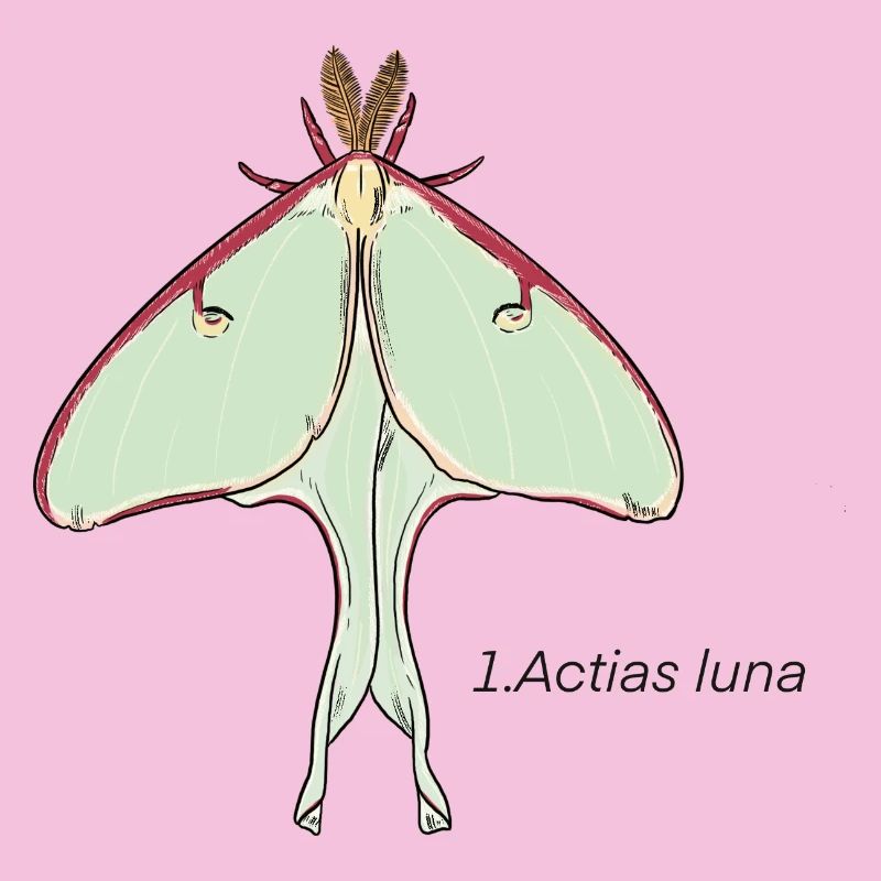 Schmetterling