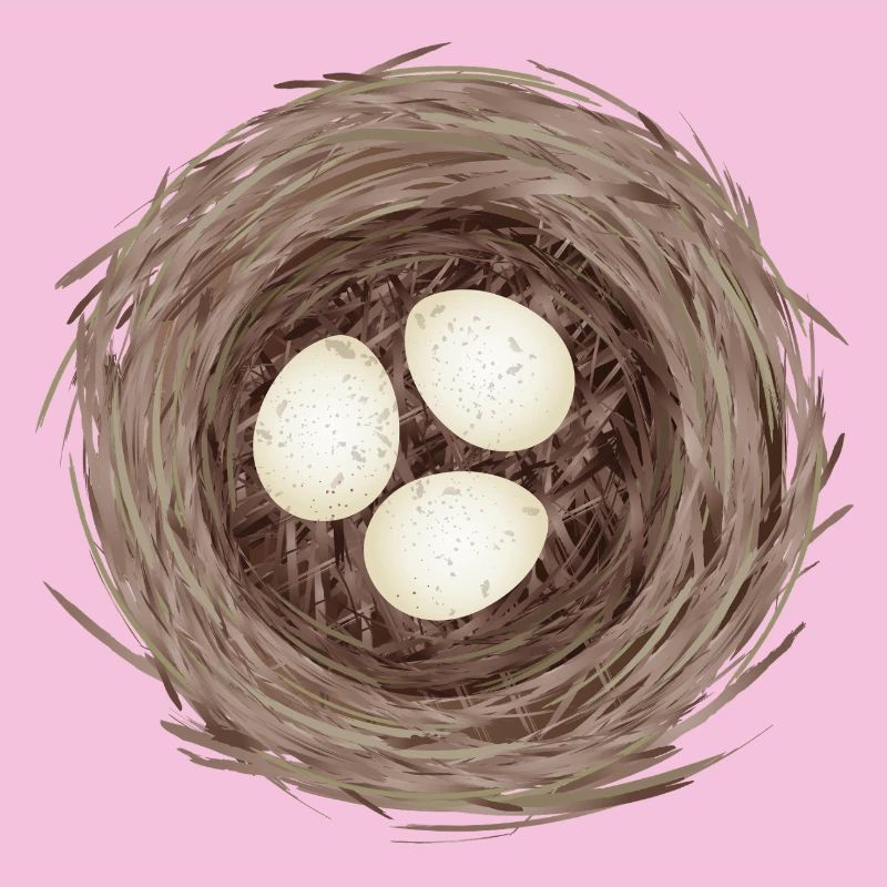 Bird's Nest with Three Eggs – Natural Illustration